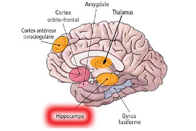 Hyppocampe.jpg